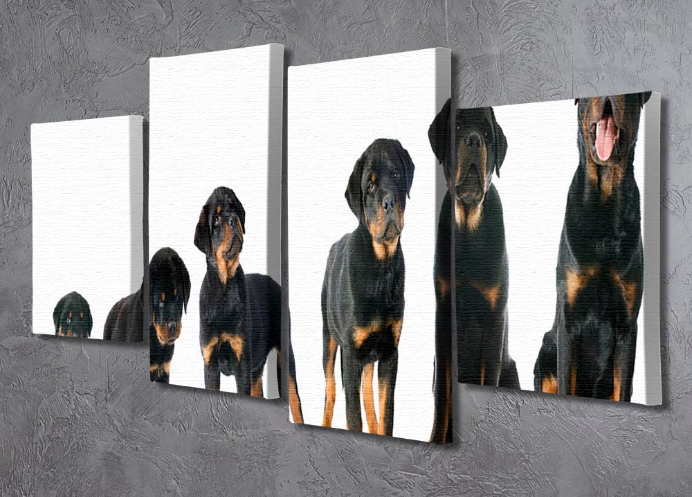 A beautiful 4-split canvas artwork featuring a purebred Rottweiler puppy, showcasing vibrant colors and intricate details.